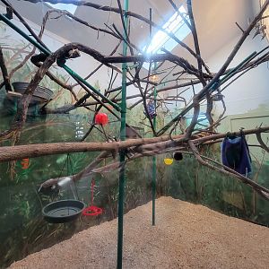 Elmwood Park - Emperor tamarins