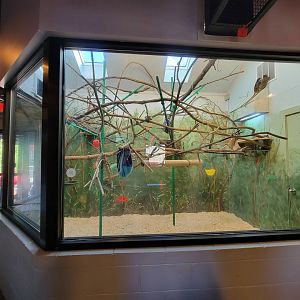 Elmwood Park - Emperor tamarins