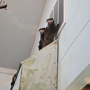 Elmwood Park - Emperor tamarins