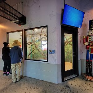 Elmwood Park - Golden lion tamarins