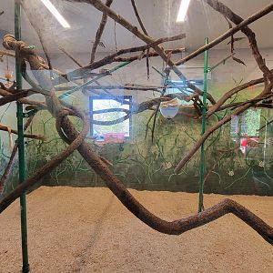 Elmwood Park - Golden lion tamarins