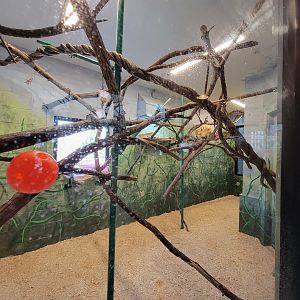 Elmwood Park - Golden lion tamarins