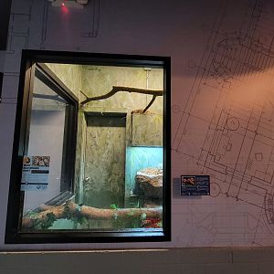 Elmwood Park - Boa constrictor