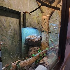 Elmwood Park - Boa constrictor