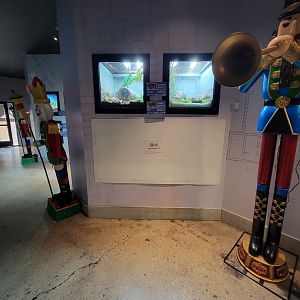 Elmwood Park - I'm too short for this :( Eastern box turtle, spotted turtle