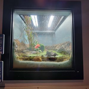 Elmwood Park - Spotted turtle