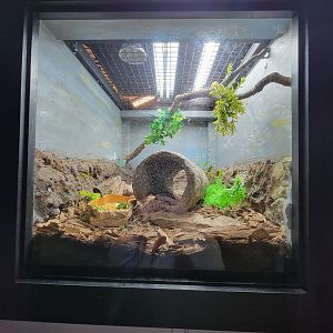 Elmwood Park - Eastern box turtle