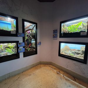 Elmwood Park - Left wall: Hognose snake, PDFs, prehensile-tailed skink; frogs, chuckwalla