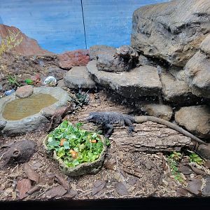 Elmwood Park - Chuckwallas