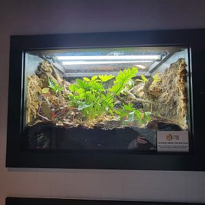 Elmwood Park - Under construction; Red-eyed tree frog, Borneo eared frog, Panamanian golden frog, green & black pdf