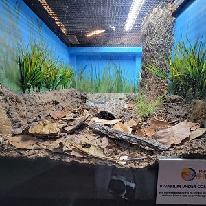 Elmwood Park - Western hognose snake