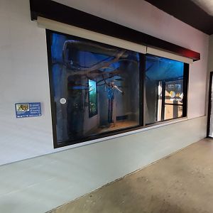 Elmwood Park - Straw-colored fruit bats