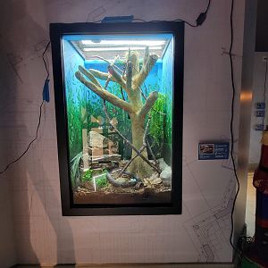 Elmwood Park - Western rat snake