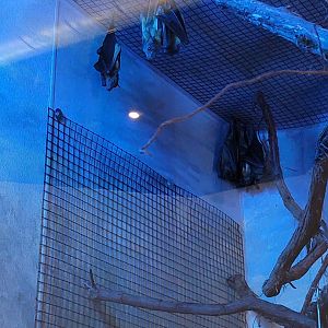 Elmwood Park - Straw-colored fruit bats