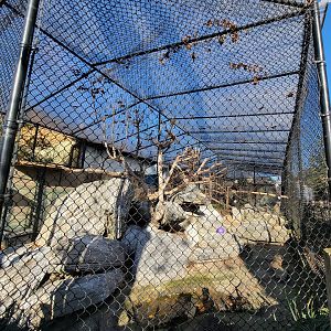 Elmwood Park - Bald eagles