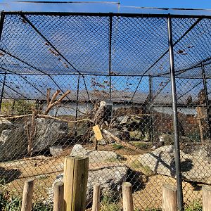 Elmwood Park - Bald eagles