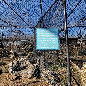 Elmwood Park - Bald eagles, Why don't the eagles fly?