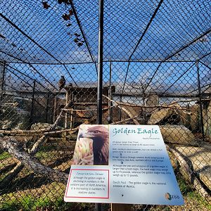Elmwood Park - Golden eagles