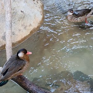 Elmwood Park - Harmony Hideaway, Brazilian teals