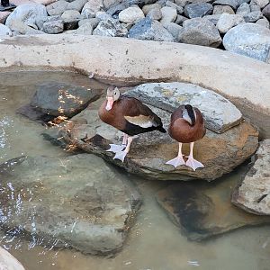 Elmwood Park - Harmony Hideaway, Black-bellied whistling ducks
