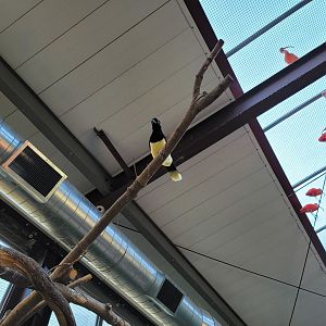 Elmwood Park - Harmony Hideaway, plush crested jay, scarlet ibises