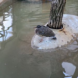 Elmwood Park - Harmony Hideaway, Sunbittern