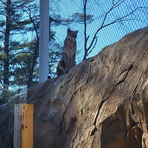 Elmwood Park - Cougar