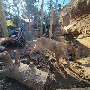 Elmwood Park - Cougars