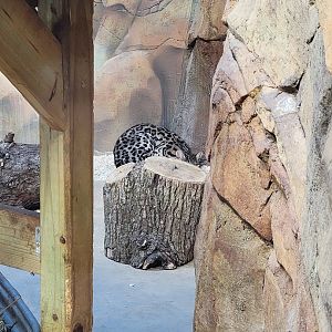 Elmwood Park - Ocelot indoors