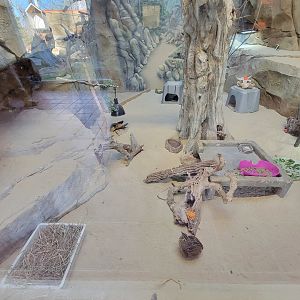 Elmwood Park - Mixed exhibit - Montezuma quail, burrowing owl, chuckwalla, desert tortoise
