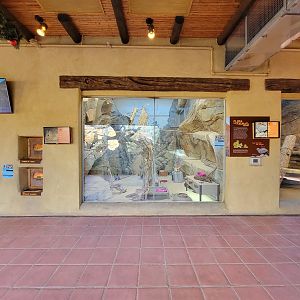 Elmwood Park - Rat / mixed exhibit / ocelot and cougar rotational exhibit