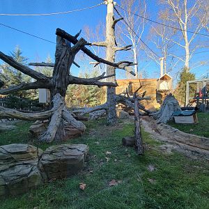 Elmwood Park - Ocelot outdoor yard