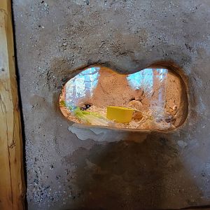 Elmwood Park - White-throated woodrat window #1