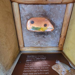 Elmwood Park - White-throated woodrat #2