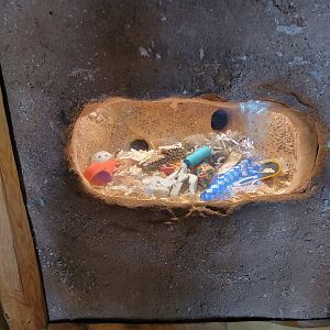 Elmwood Park - White-throated woodrat window #3 (there's a rat in this one)