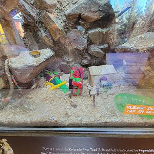 Elmwood Park - White-throated woodrat, main exhibit