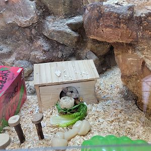 Elmwood Park - White-throated woodrat