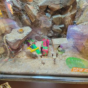 Elmwood Park - White-throated woodrat zoomies