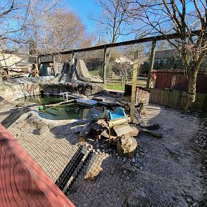 Elmwood Park - North American river otters