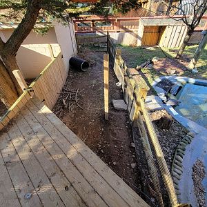 Elmwood Park - Lowland paca