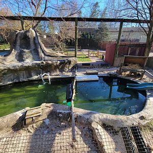 Elmwood Park - North American river otters