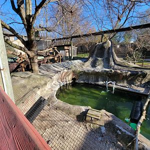 Elmwood Park - North American river otters