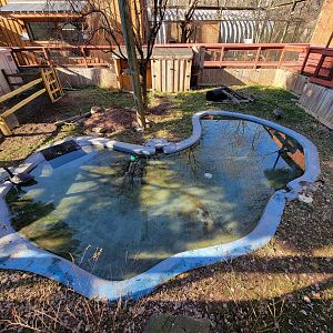 Elmwood Park - Nene, lowland paca