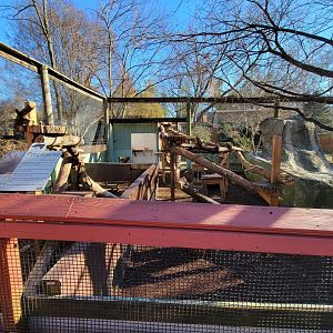 Elmwood Park - North American porcupines