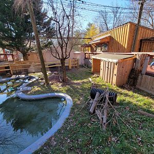 Elmwood Park - Nene, lowland paca