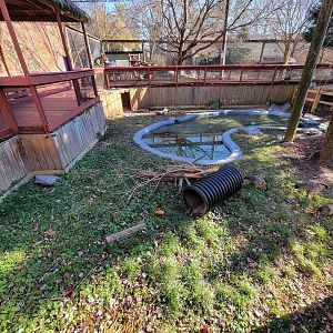 Elmwood Park - Lowland paca, nene