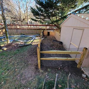 Elmwood Park - Lowland paca, nene