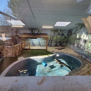 Elmwood Park - American alligator