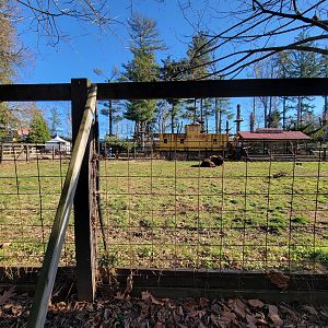 Elmwood Park - Bison