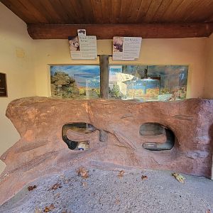 Elmwood Park - Gila monster up top, black-footed ferret below